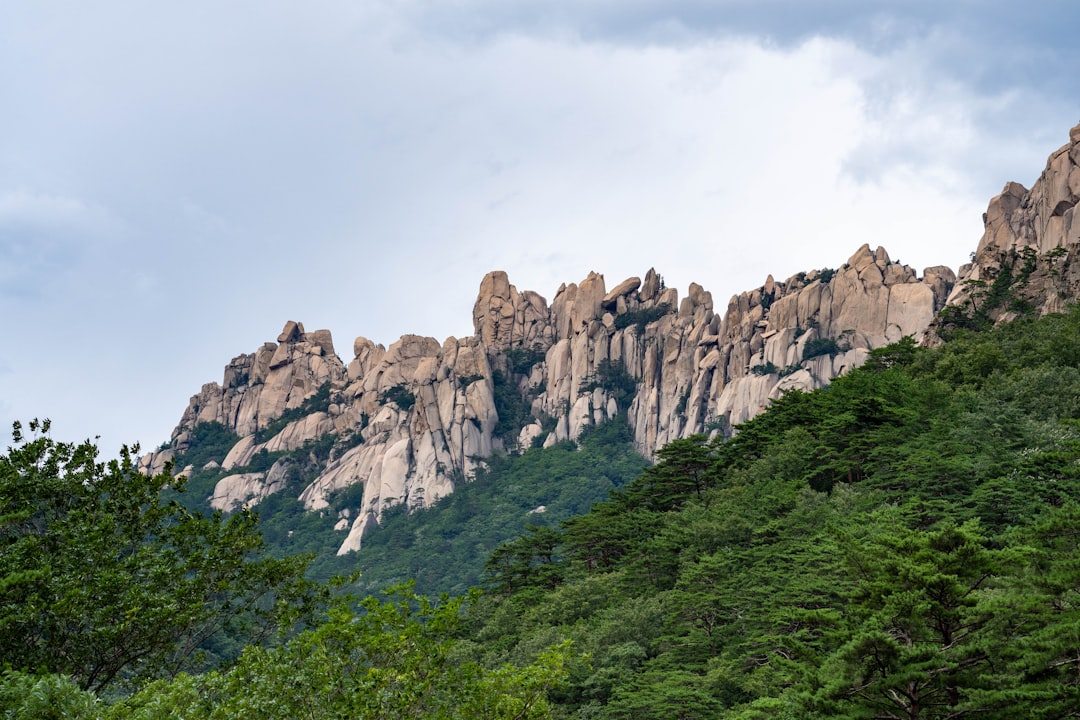 산양산삼가격 참고 이미지 2