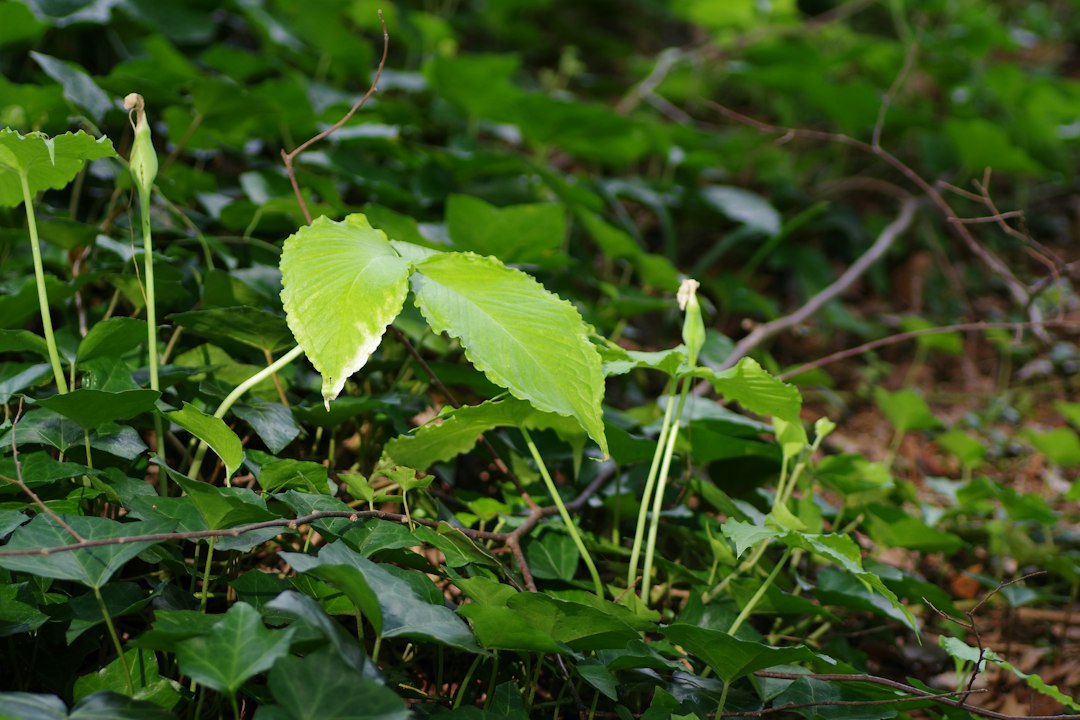 자연산산삼 참고 이미지 2